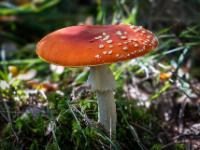 Fliegenpilz im Licht-Schatten Spiel